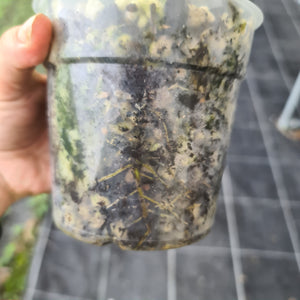 #109 Philodendron Glorious (Melanochrysum x Gloriosum)