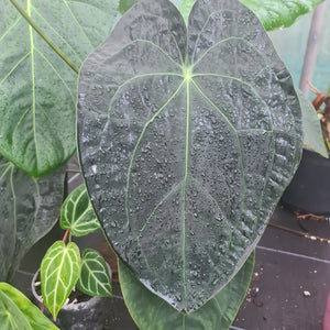 5 x Dark Anthurium Complex Hybrid Seeds