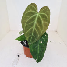 Load image into Gallery viewer, #3 Anthurium &#39;Dark Night&#39;