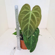 Load image into Gallery viewer, #3 Anthurium &#39;Dark Night&#39;