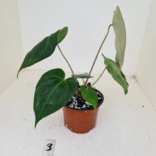 Load image into Gallery viewer, #3 Anthurium &#39;Dark Night&#39;