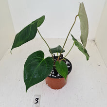 Load image into Gallery viewer, #3 Anthurium &#39;Dark Night&#39;