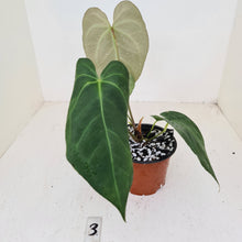 Load image into Gallery viewer, #3 Anthurium &#39;Dark Night&#39;