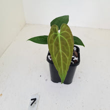 Load image into Gallery viewer, #7 Anthurium Papillilaminum Hybrid x - (Complex hybrid)