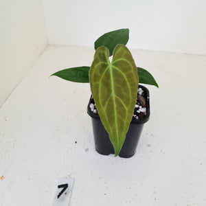 #7 Anthurium Papillilaminum Hybrid x - (Complex hybrid)