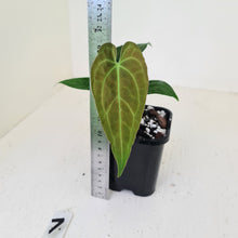 Load image into Gallery viewer, #7 Anthurium Papillilaminum Hybrid x - (Complex hybrid)