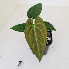 Load image into Gallery viewer, #7 Anthurium Papillilaminum Hybrid x - (Complex hybrid)