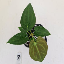 Load image into Gallery viewer, #7 Anthurium Papillilaminum Hybrid x - (Complex hybrid)