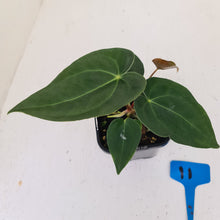 Load image into Gallery viewer, #11 Dark Anthurium hybrid seedling