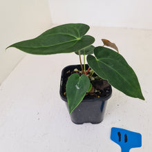 Load image into Gallery viewer, #11 Dark Anthurium hybrid seedling