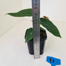 Load image into Gallery viewer, #11 Dark Anthurium hybrid seedling