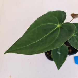 #11 Dark Anthurium hybrid seedling