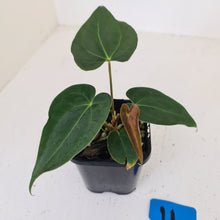 Load image into Gallery viewer, #11 Dark Anthurium hybrid seedling