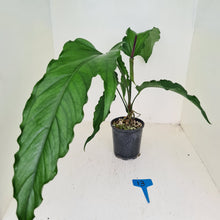 Load image into Gallery viewer, #13 Anthurium No ID
