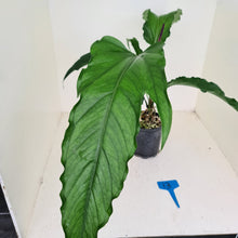 Load image into Gallery viewer, #13 Anthurium No ID