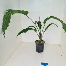 Load image into Gallery viewer, #13 Anthurium No ID