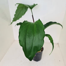 Load image into Gallery viewer, #13 Anthurium No ID