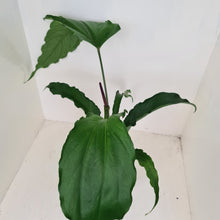 Load image into Gallery viewer, #13 Anthurium No ID