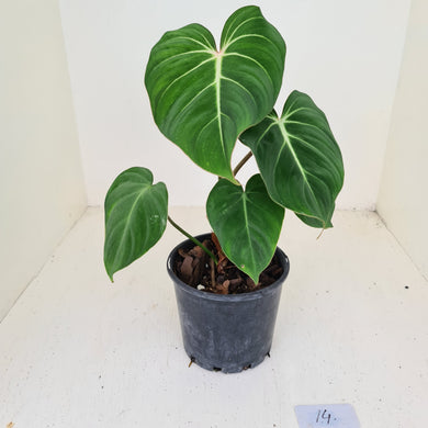 #14 Philodendron Gloriosum