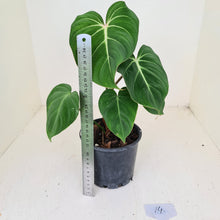 Load image into Gallery viewer, #14 Philodendron Gloriosum
