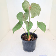 Load image into Gallery viewer, #14 Philodendron Gloriosum