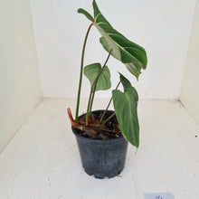 Load image into Gallery viewer, #14 Philodendron Gloriosum