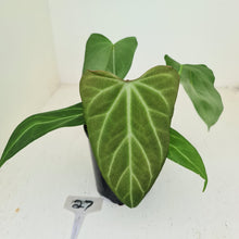 Load image into Gallery viewer, #27 Anthurium Crystallinum x &#39;Black Sensation&#39;