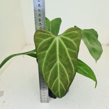 Load image into Gallery viewer, #27 Anthurium Crystallinum x &#39;Black Sensation&#39;