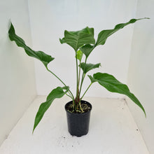 Load image into Gallery viewer, #29 Anthurium &#39;Trencher&#39; -  (Birds Nest Anthurium x Watermaliense)