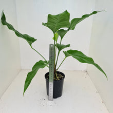 Load image into Gallery viewer, #29 Anthurium &#39;Trencher&#39; -  (Birds Nest Anthurium x Watermaliense)