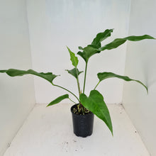 Load image into Gallery viewer, #29 Anthurium &#39;Trencher&#39; -  (Birds Nest Anthurium x Watermaliense)
