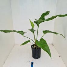 Load image into Gallery viewer, #29 Anthurium &#39;Trencher&#39; -  (Birds Nest Anthurium x Watermaliense)