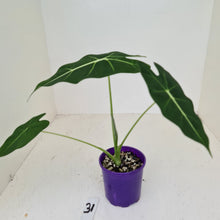 Load image into Gallery viewer, #31 Alocasia Micholitziana (Green Velvet)