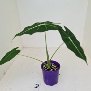 #31 Alocasia Micholitziana (Green Velvet)