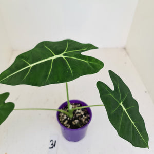 #31 Alocasia Micholitziana (Green Velvet)