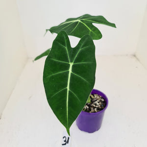 #31 Alocasia Micholitziana (Green Velvet)