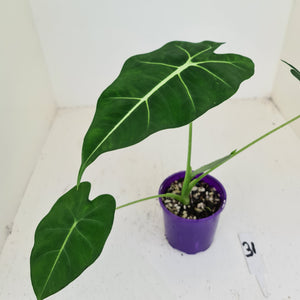 #31 Alocasia Micholitziana (Green Velvet)