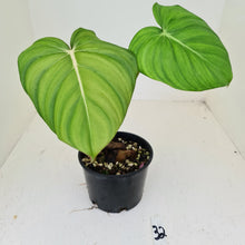 Load image into Gallery viewer, #32 Philodendron Dean McDowell - Rooted tip cutting