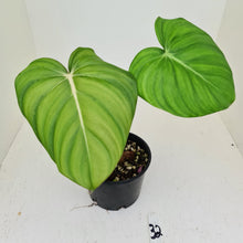Load image into Gallery viewer, #32 Philodendron Dean McDowell - Rooted tip cutting