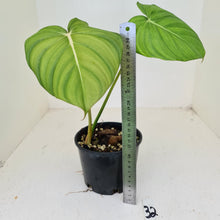 Load image into Gallery viewer, #32 Philodendron Dean McDowell - Rooted tip cutting