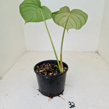 Load image into Gallery viewer, #32 Philodendron Dean McDowell - Rooted tip cutting