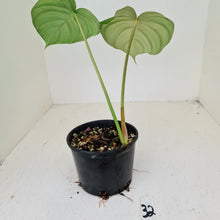 Load image into Gallery viewer, #32 Philodendron Dean McDowell - Rooted tip cutting