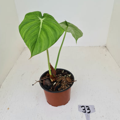 #33 Philodendron Dean McDowell - Rooted tip cutting