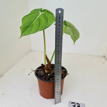 Load image into Gallery viewer, #33 Philodendron Dean McDowell - Rooted tip cutting