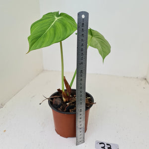 #33 Philodendron Dean McDowell - Rooted tip cutting