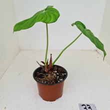 Load image into Gallery viewer, #33 Philodendron Dean McDowell - Rooted tip cutting