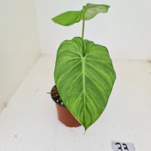 Load image into Gallery viewer, #33 Philodendron Dean McDowell - Rooted tip cutting