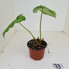 Load image into Gallery viewer, #33 Philodendron Dean McDowell - Rooted tip cutting