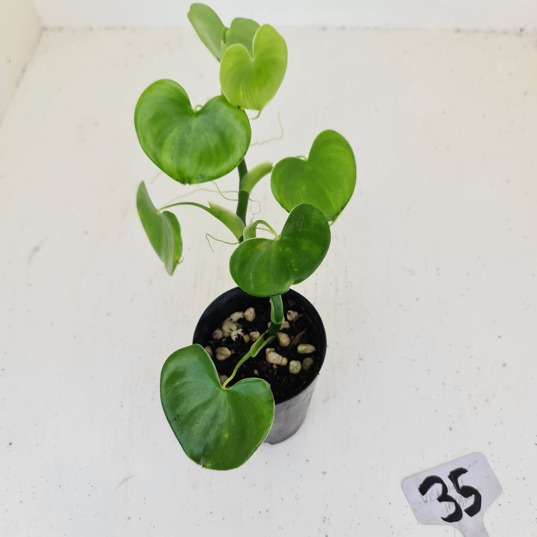 #35 Philodendron Grazielae