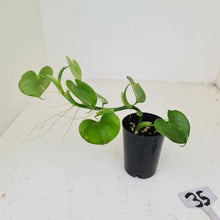 Load image into Gallery viewer, #35 Philodendron Grazielae